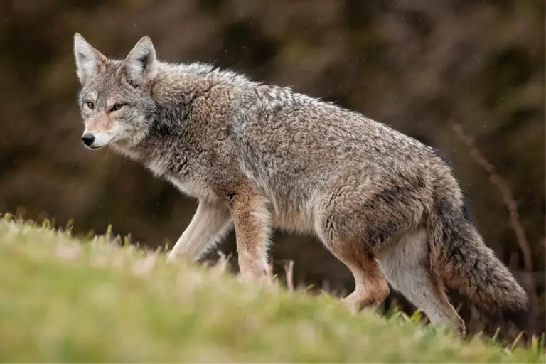 A coyote near Canadian rocky mountain park