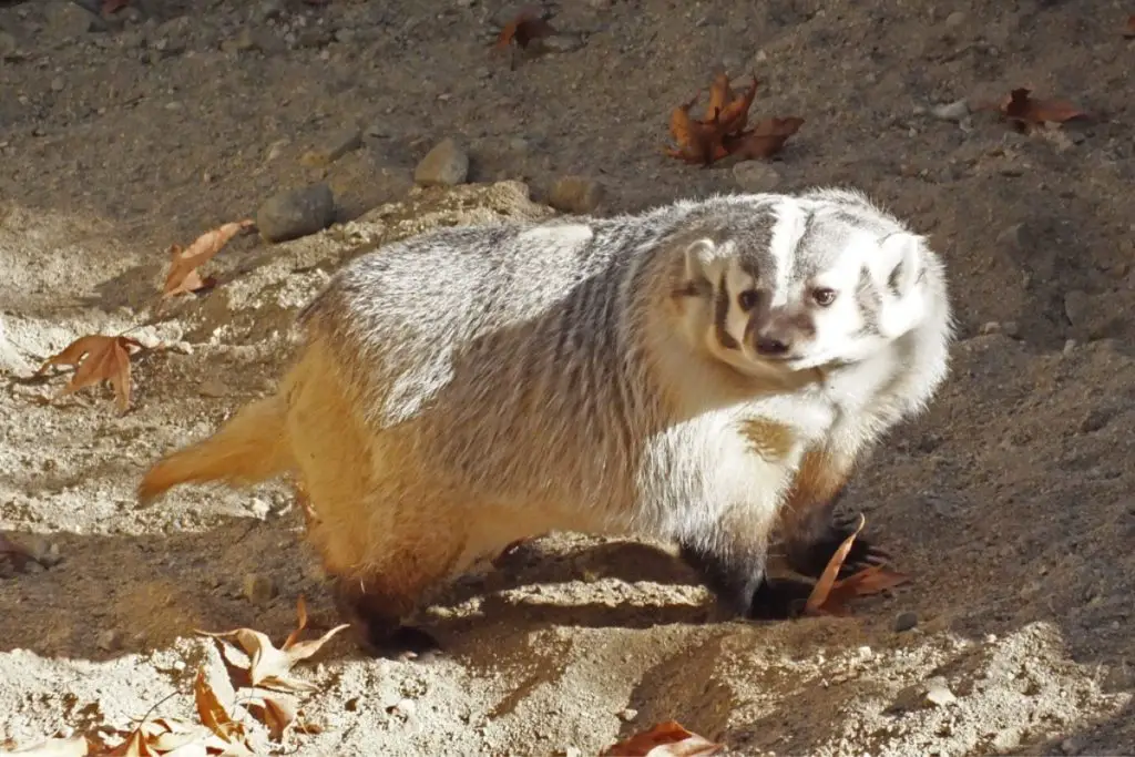 American badger’s tail - Example