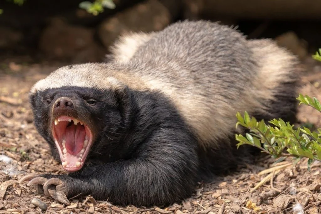Honey badger dangerous face
