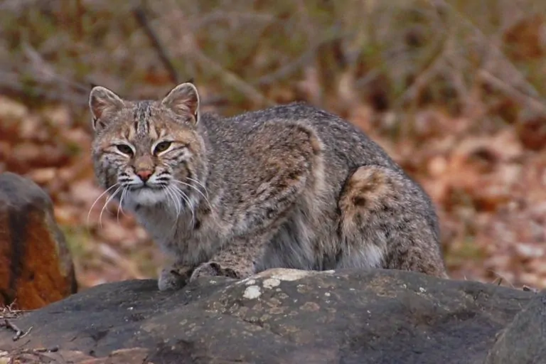 Bobcat hunting