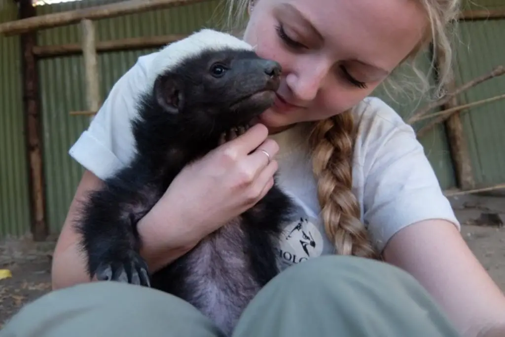 Do honey badgers make good pets