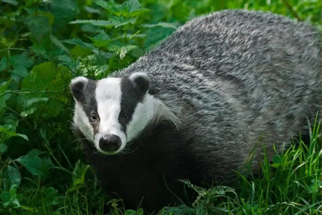 European Badger example