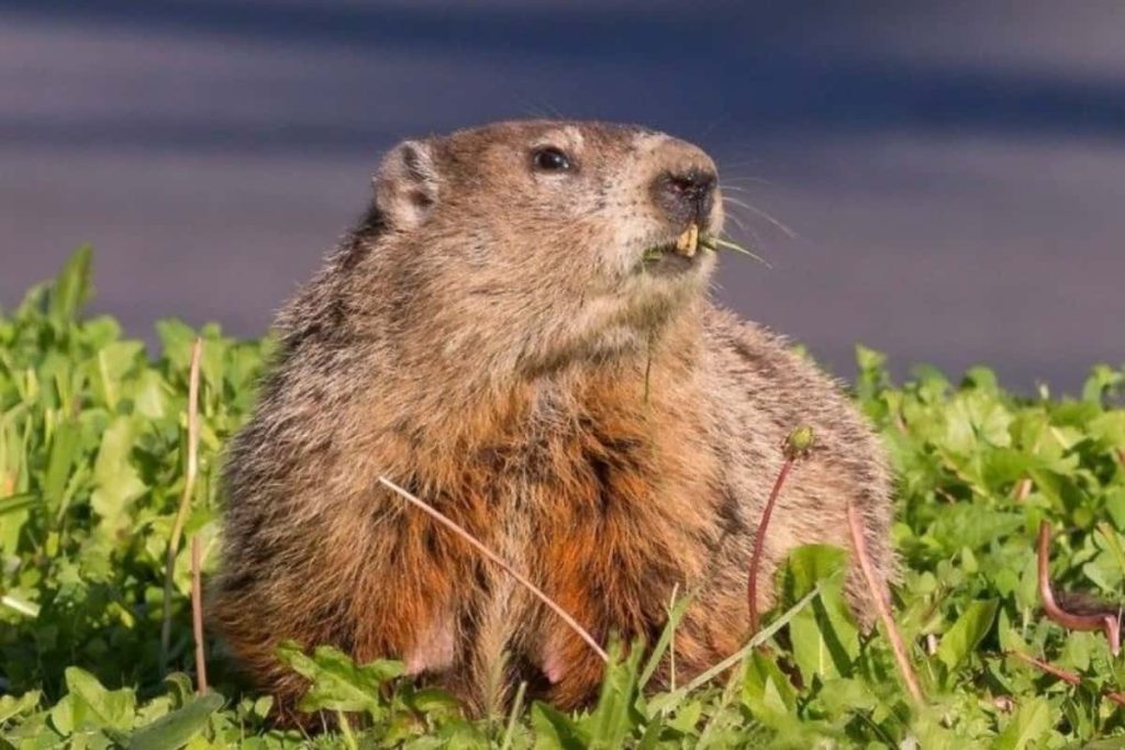What Do Badgers Look Like? - What Colors Do they have?