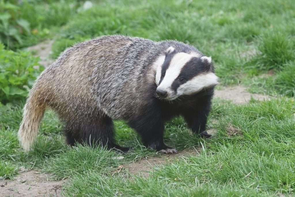What Do Badgers Look Like What Colors Do They Have 