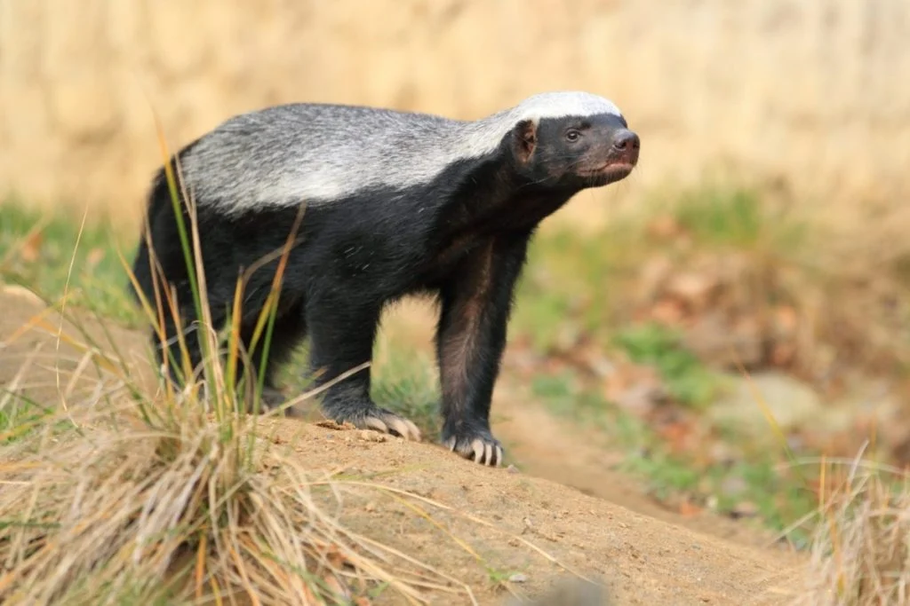 A honey badger on a dry grassy land