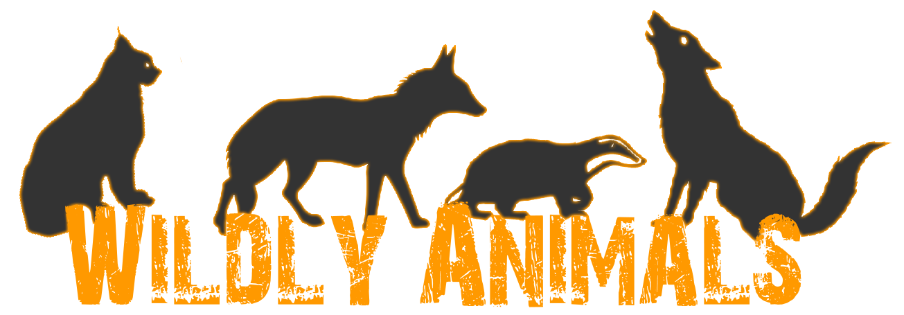 Wildly Animals