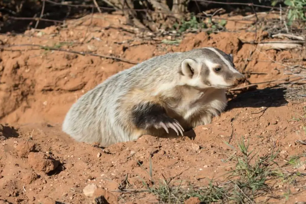 A badger digging its sett.