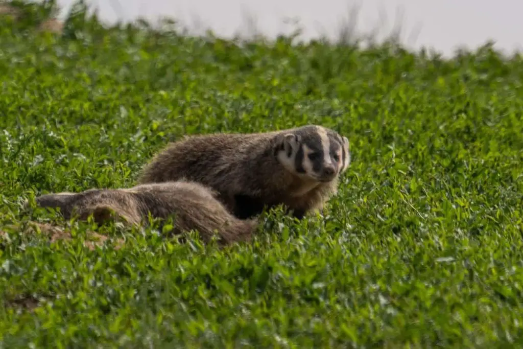 American badger