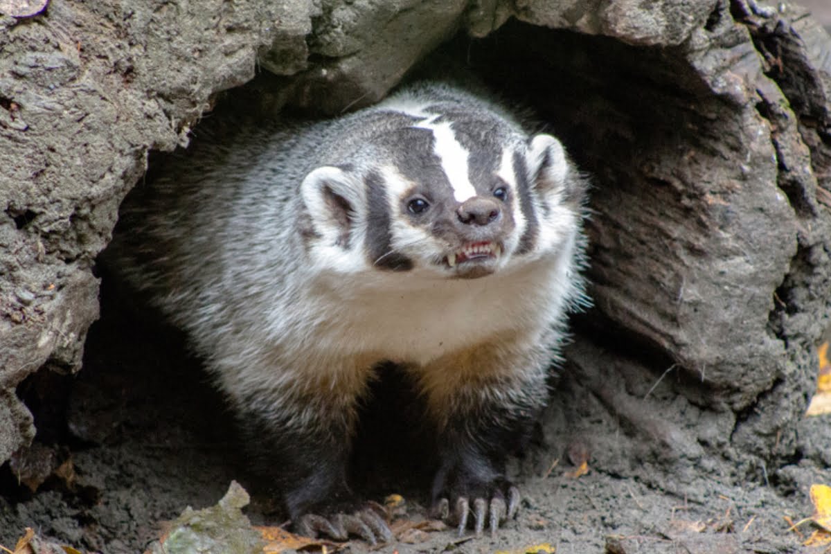 Are Badgers Dangerous Do Badgers Attack Humans Or Pets are-badgers-dangerous-do-badgers-attack-humans-or-pets