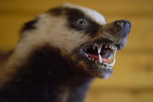 Badger Teeth visible during growling