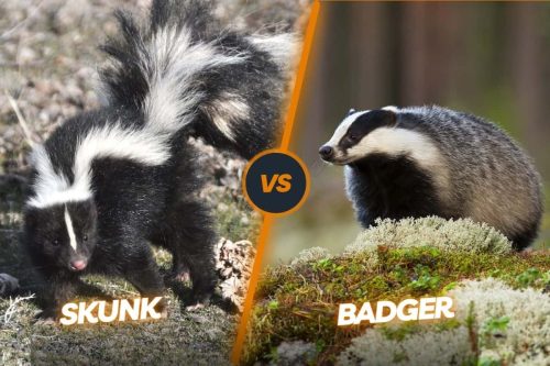 Badger Vs Skunk