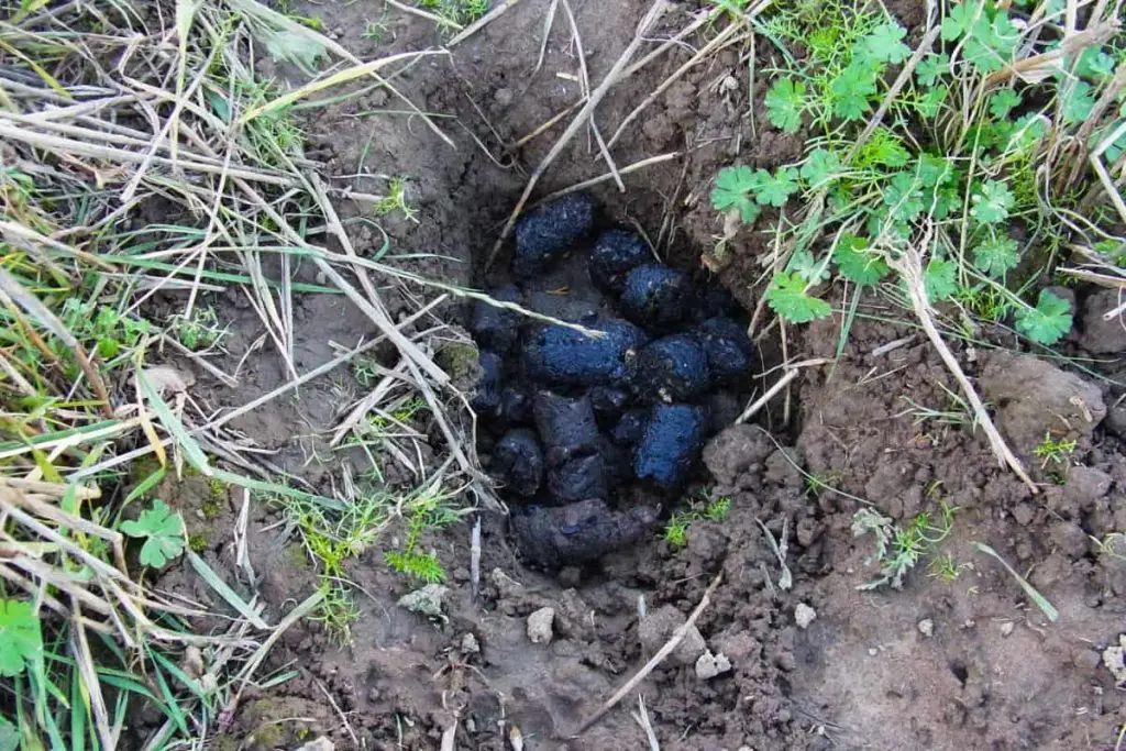 A Badger latrine