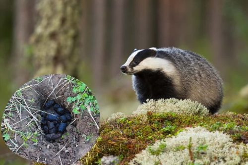 Badger poop or droppings