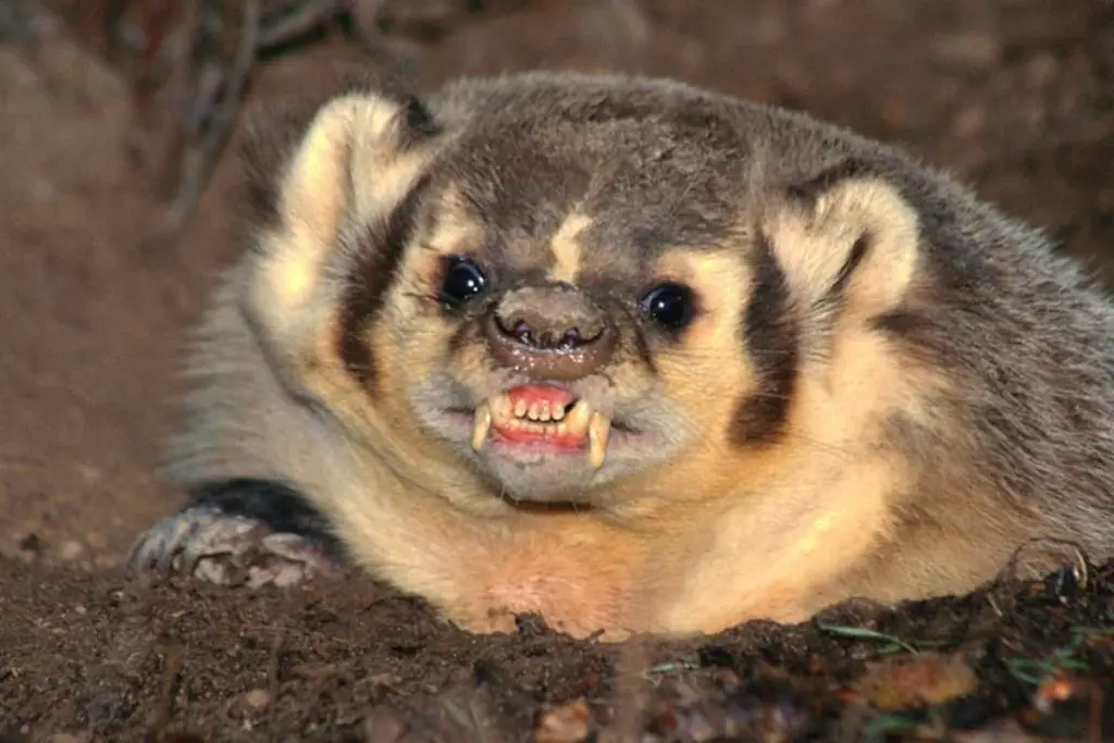 Badger teeth for hunting and eating