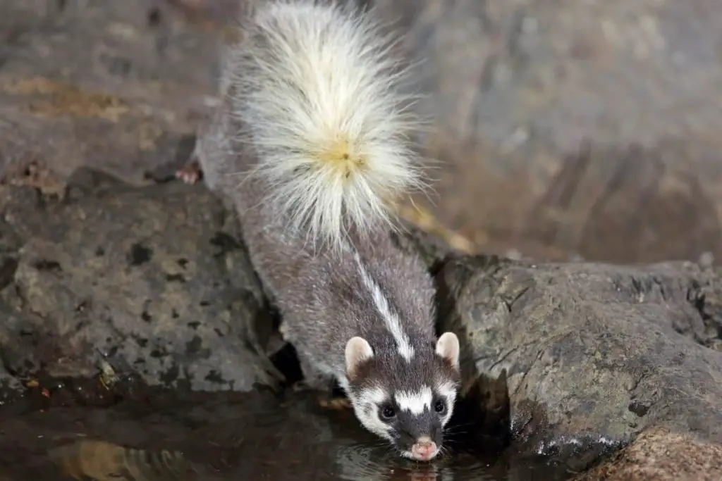 A Chinese or ferret badger drinking water.