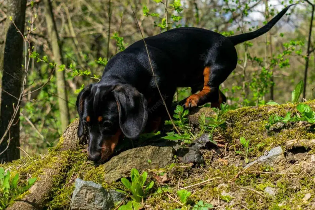 Dachshund are good sniffers