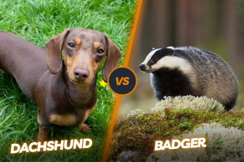 Dachshund vs badger