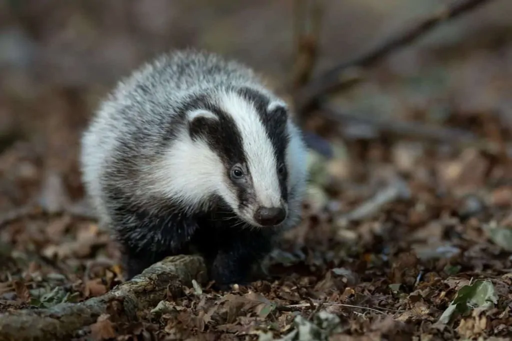 A cute European badger