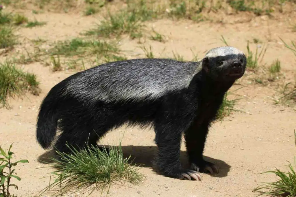 Honey badger appearance