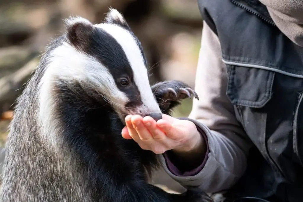 Izzy Foxx feeding a European badger.