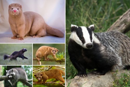 Collage of Animals like badgers