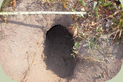 badger burrow measurement with tape