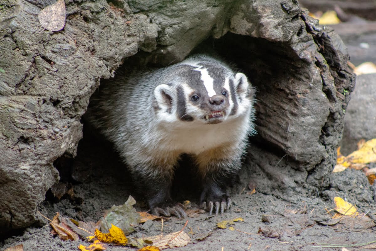 Badger Species How Many Types Of Badgers Exist In The World 