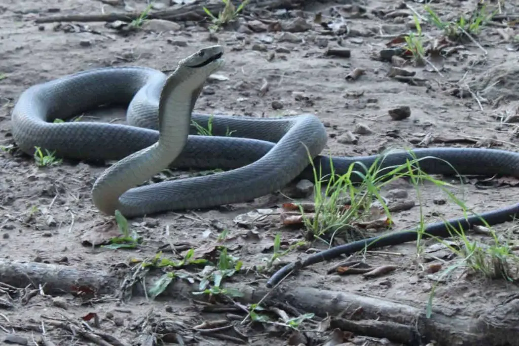 black mamba has Lethal venom and lightning-fast strikes