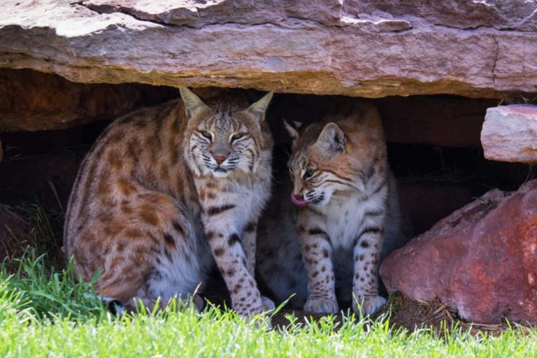 bobcat-dens-what-does-a-bobcat-den-look-like