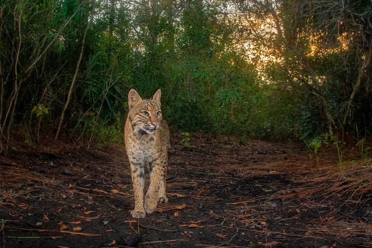 A bobcat in search of prey around dusk