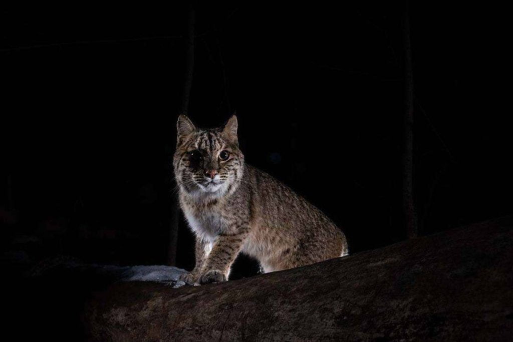 Bobcat Colors: What Color Are Bobcats?