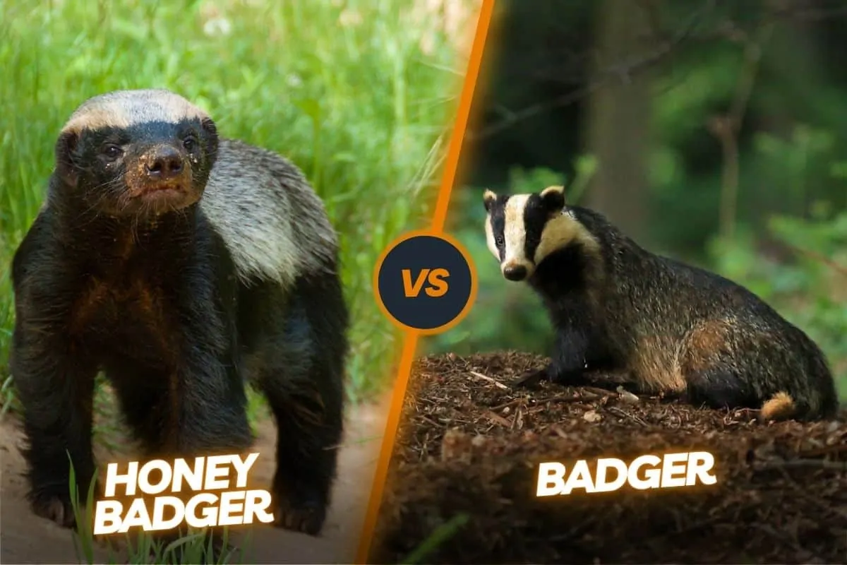 Honey badger vs lion the david and goliath of the wild