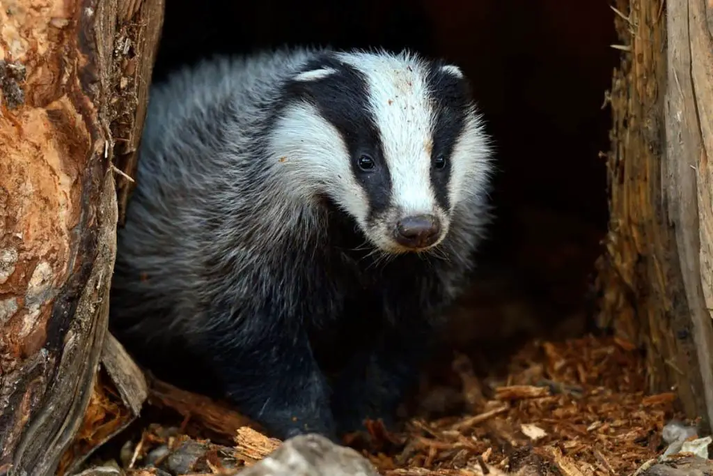 A badger in tree 