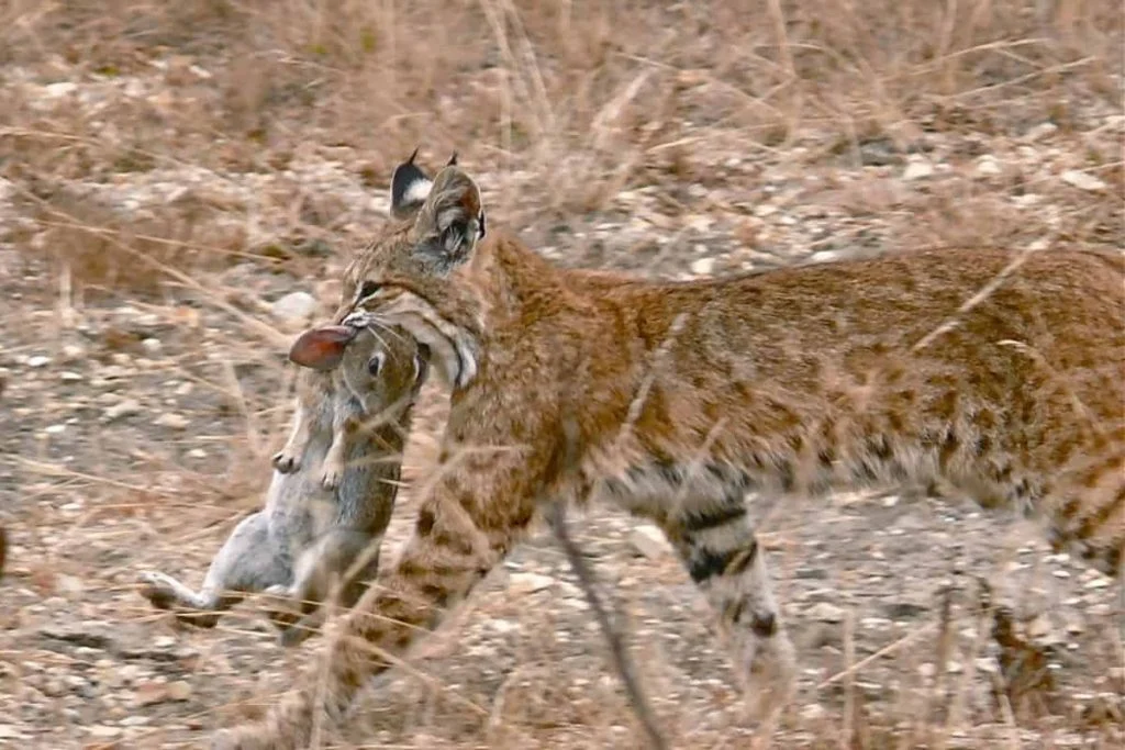 Bobcat caught a rabbit for eating in the desert