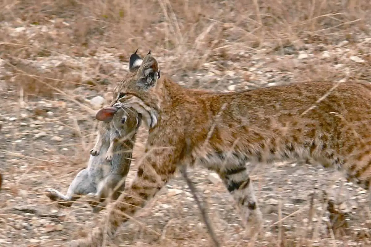 Bobcat caught a rabbit for eating in the desert