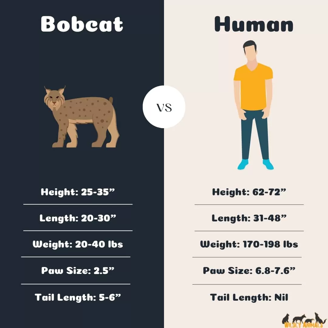 Bobcat Size Comparison: How Big Is A Bobcat?