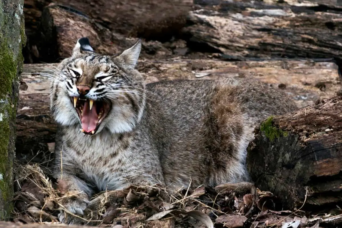 Bobcat teeth, bobcat bite force