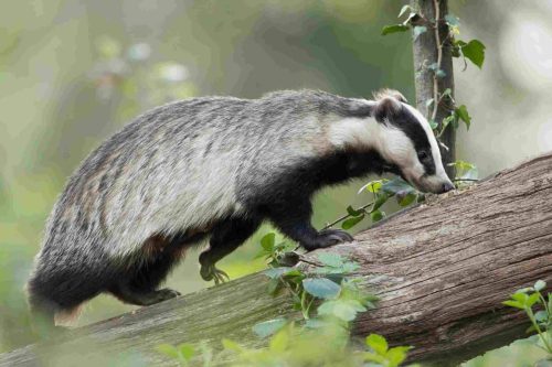 Can badgers climb trees