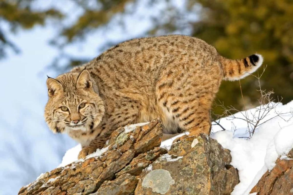 Bobcat Adaptations How These Wild Cats Survive And Thrive Bobcat Adaptations How These Wild Cats Survive And Thrive