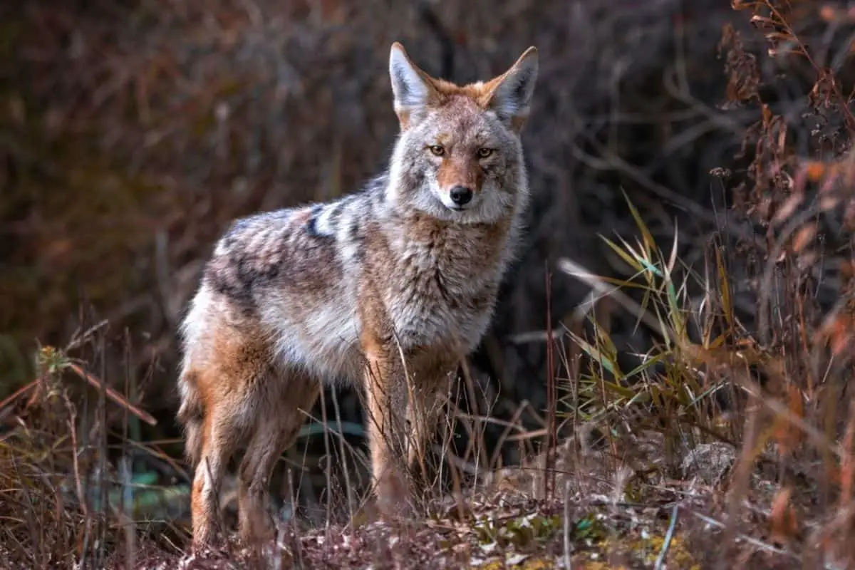 Do Coyotes eat bobcats