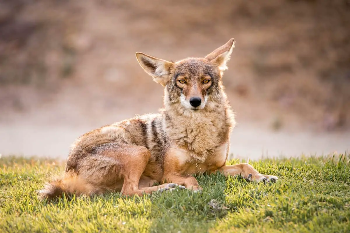 Do bobcats eat coyotes