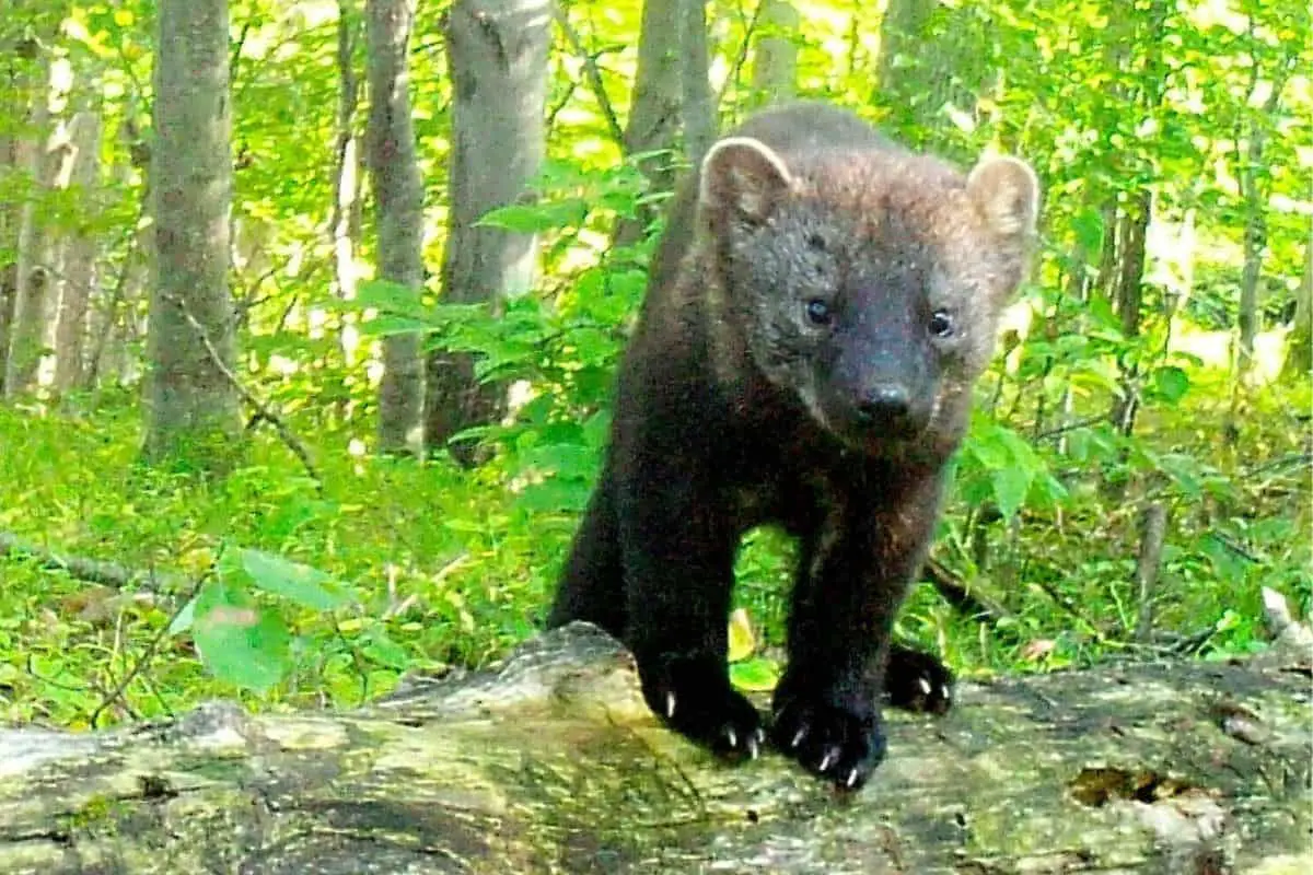 Fishers usually ambush baby bobcats