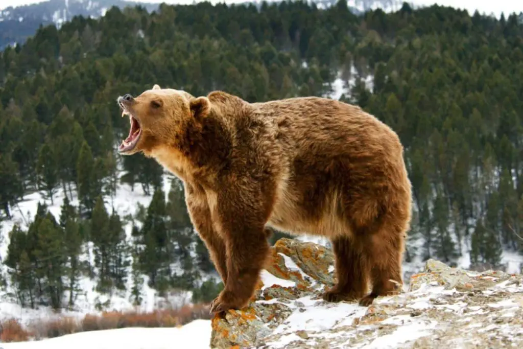 Grizzly bear is the winner against a pack of honey badgers.