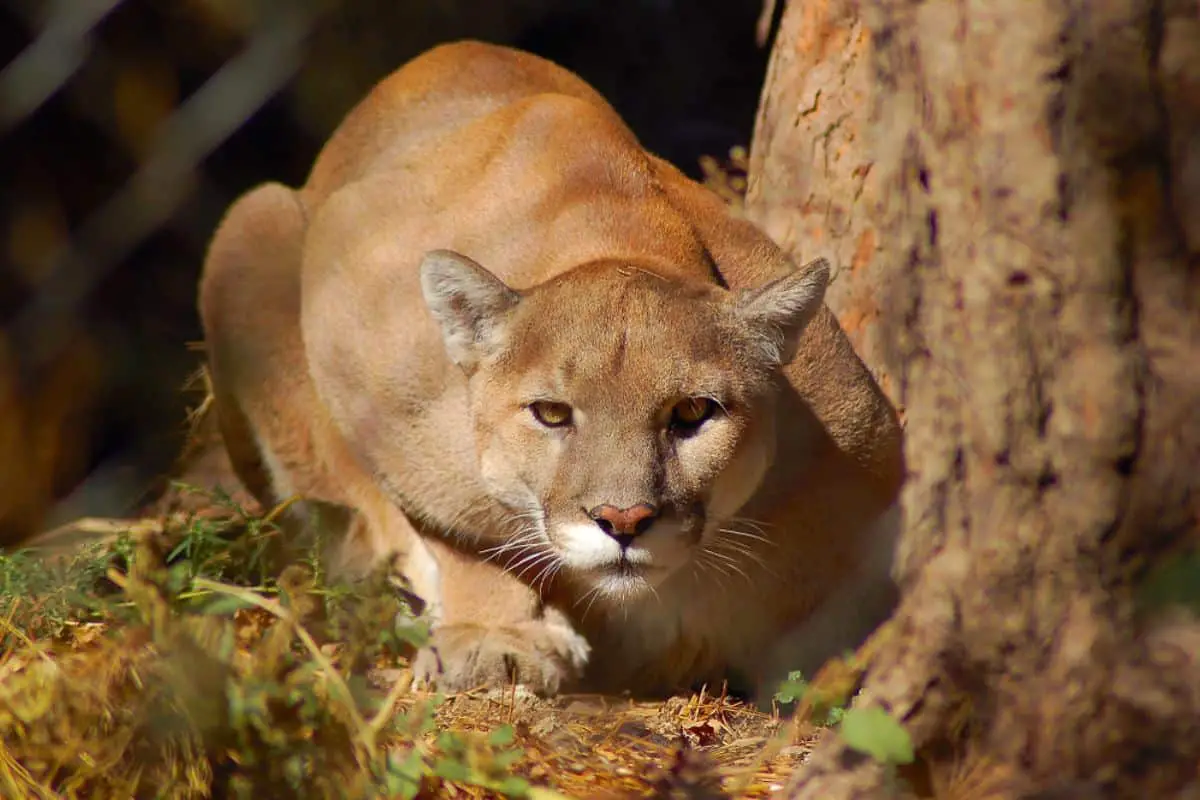 Mountain lion staring at bobcat