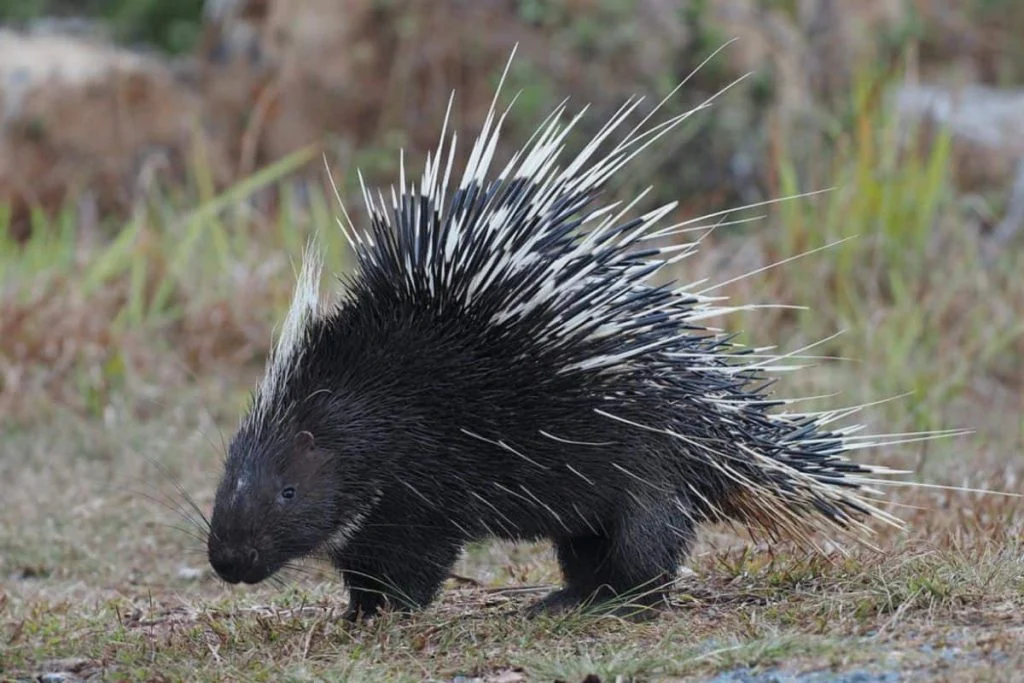 Porcupine - a spiky specie