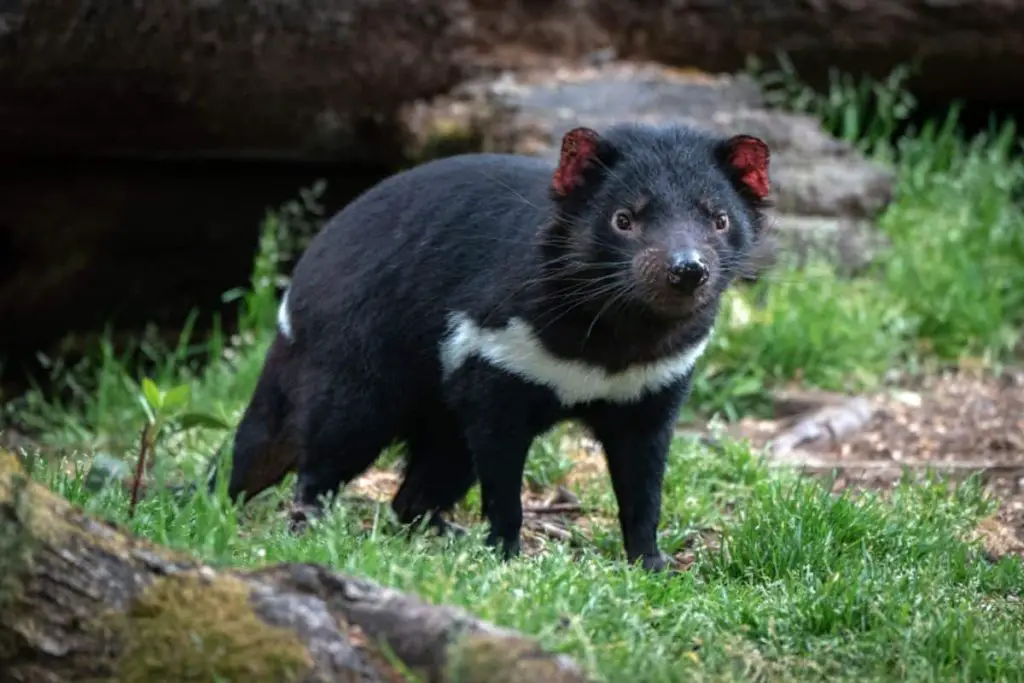 Tasmanian devil in Jungle.