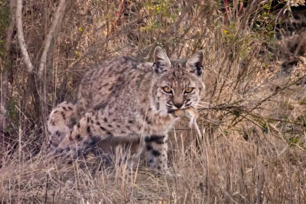 What is the bobcat's favorite food