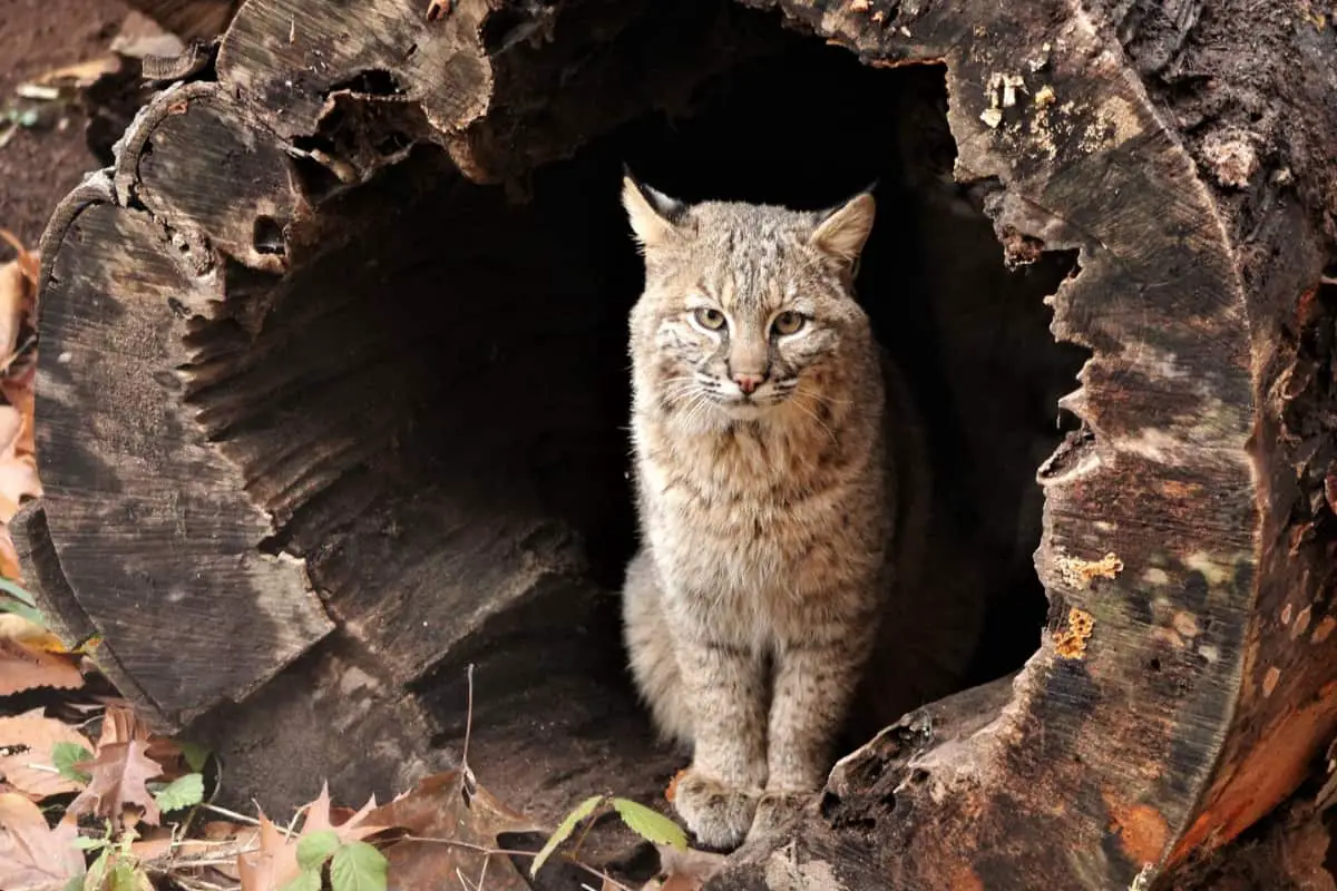 bobcat den in a tree log