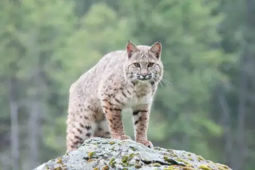 bobcat size comparison - how big are bobcats