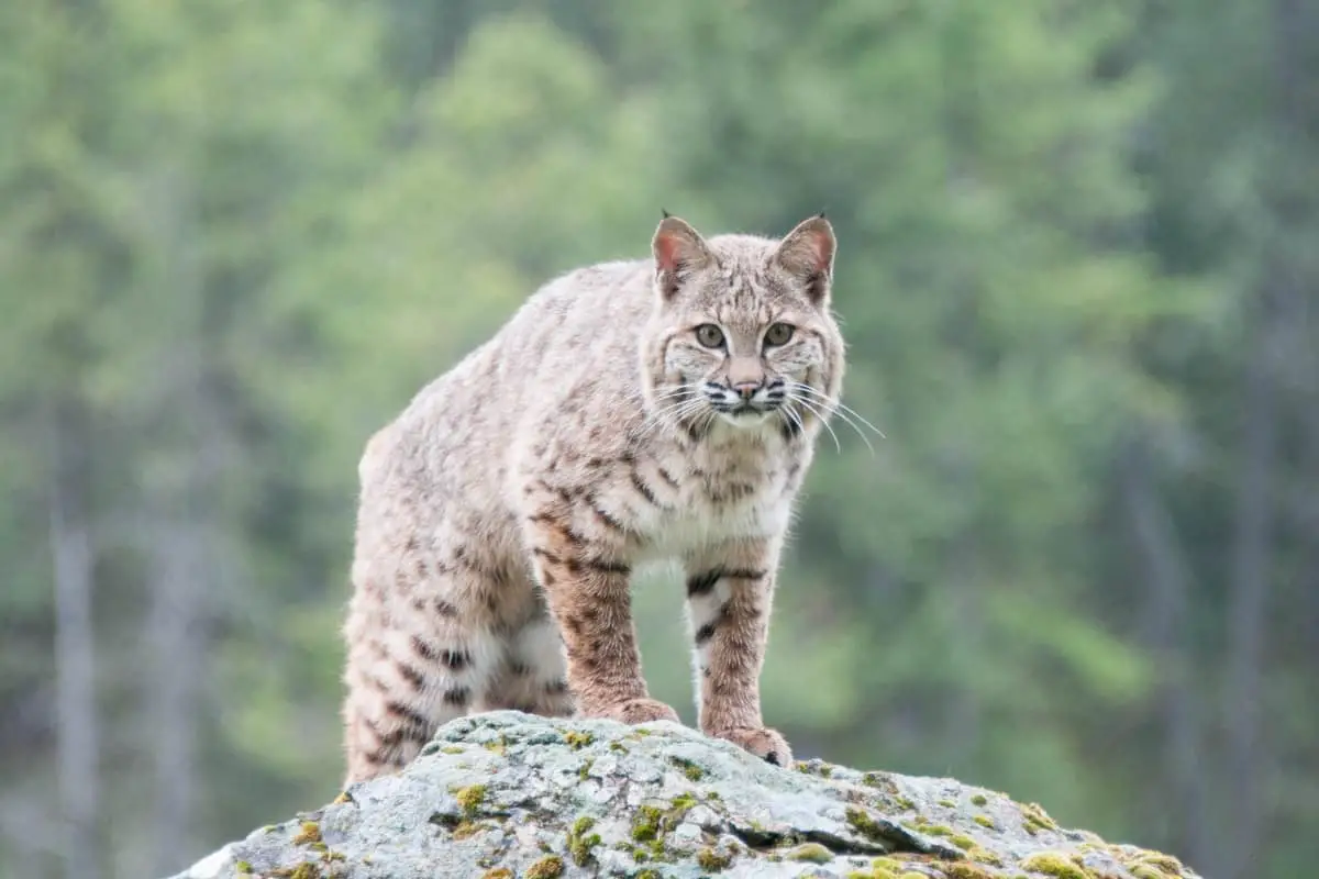 How big are bobcats